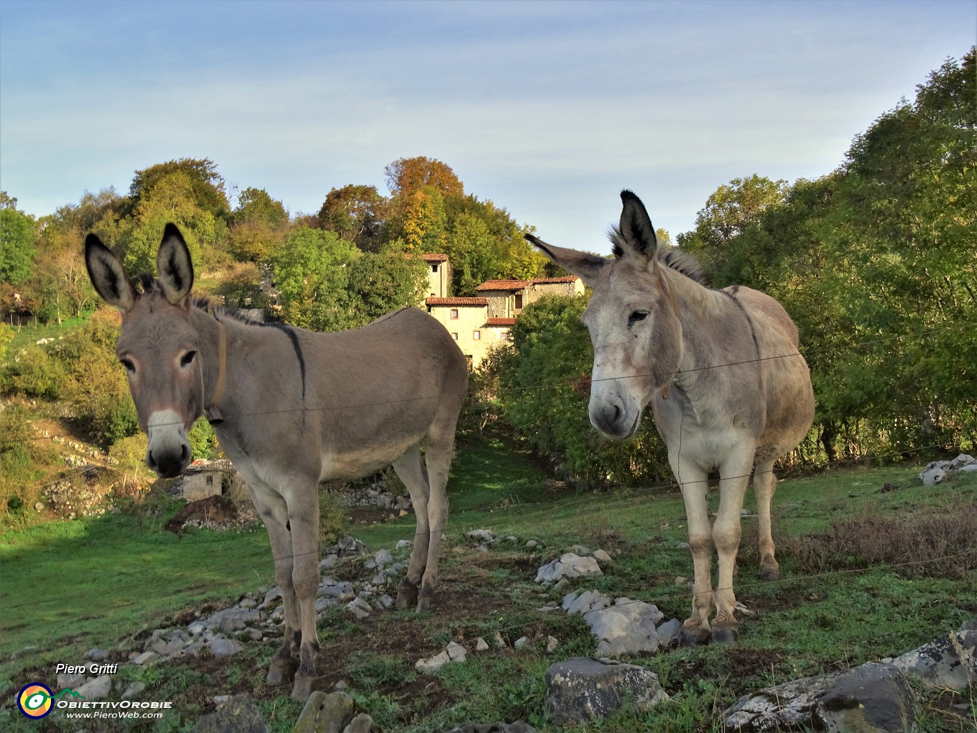 01 Asinelli al pascolo al borgo del Crosnello.JPG